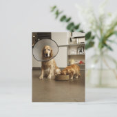 医療用カラー座っているゴールデンレトリバー犬 ポストカード (スタンド正面)
