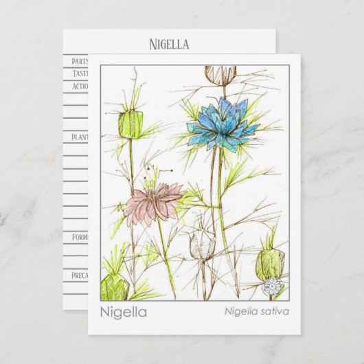 医療用ハーブ勉強カードニゲラワイルドフラワー ポストカード (正面/裏面)