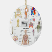 十分に着色される人間の解剖学の医学の図表 セラミックオーナメント (右)