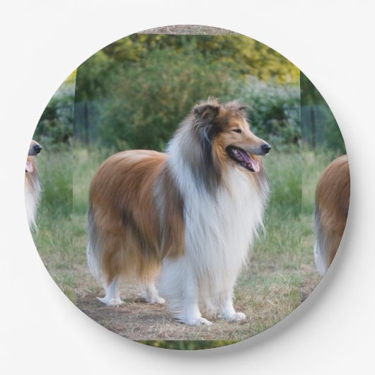 十分に5荒いcollie.png ペーパープレート (正面)