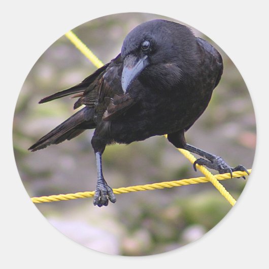 十字路でカラス ラウンドシール (正面)