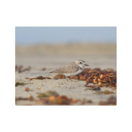 千鳥と海藻 メタルプリント