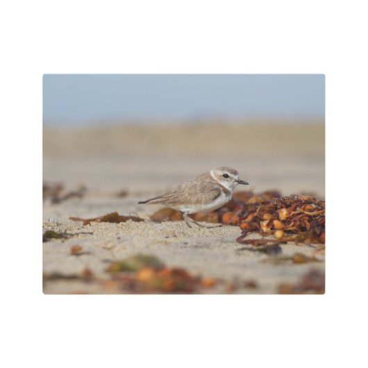 千鳥と海藻 メタルプリント (正面)