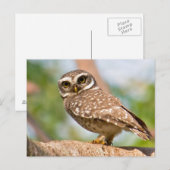 午前中のフクロウの斑点。 ポストカード (正面/裏面)