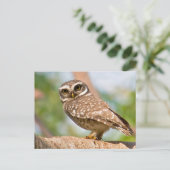 午前中のフクロウの斑点。 ポストカード (スタンド正面)