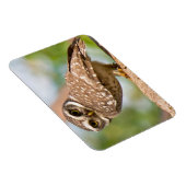 午前中のフクロウの斑点。 マグネット (右側)