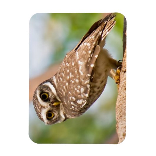 午前中のフクロウの斑点。 マグネット (縦)