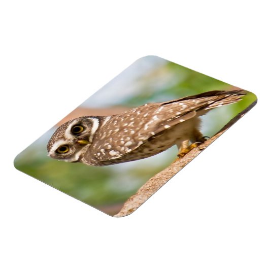 午前中のフクロウの斑点。 マグネット (左側)