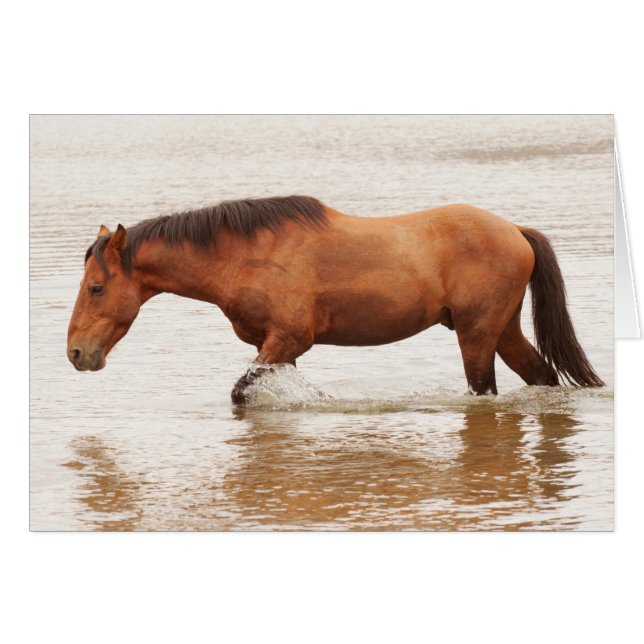 午前中は馬を求めて泳ぐ (正面横)