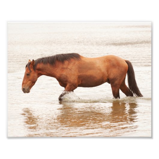 午前中は馬を求めて泳ぐ フォトプリント            (正面)