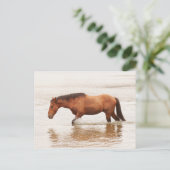 午前中は馬を求めて泳ぐ ポストカード (スタンド正面)