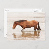 午前中は馬を求めて泳ぐ ポストカード (正面/裏面)