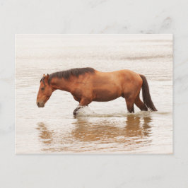 午前中は馬を求めて泳ぐ ポストカード