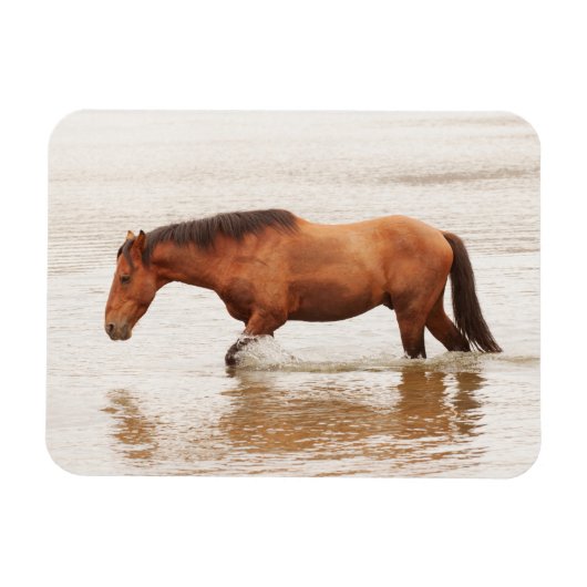 午前中は馬を求めて泳ぐ マグネット (横)