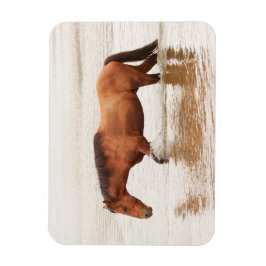 午前中は馬を求めて泳ぐ マグネット