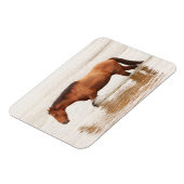 午前中は馬を求めて泳ぐ マグネット (左側)