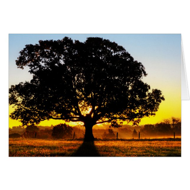 午前中木 (正面横)