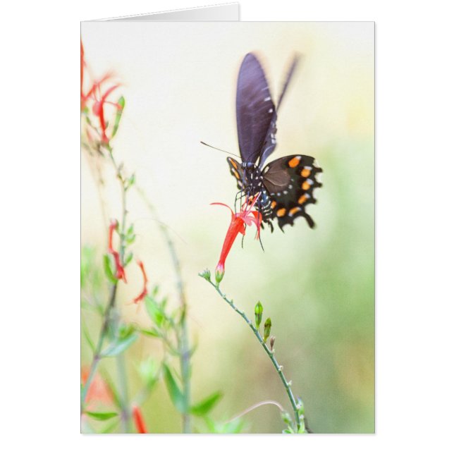 午後の光の中で蝶ピペバイン (正面)