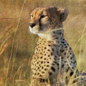 午後の太陽の下にレオパードのバックス 薄葉紙