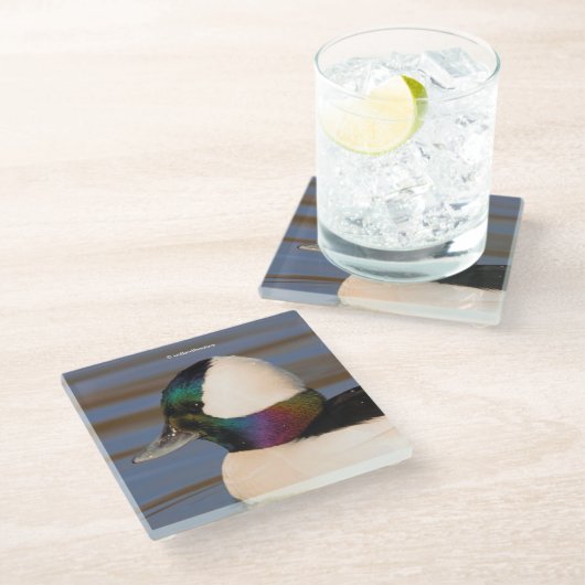 午後の太陽の中で美しいビュッフルヘッドアヒル ガラスコースター (アングル)