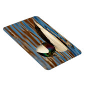 午後の太陽の中で雄のバッファヘッドの鴨 マグネット (右側)