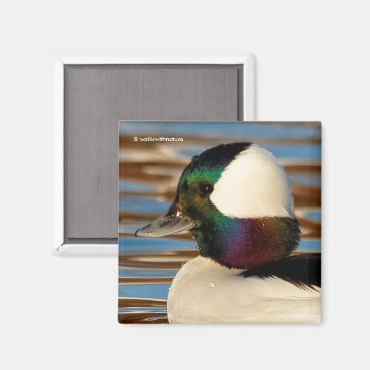 午後の太陽の中で雄のバッファヘッドの鴨 マグネット (正面/裏面)
