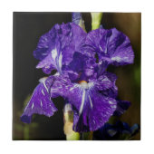 午後の太陽の美しい紫色の髭のある虹彩 タイル (正面)