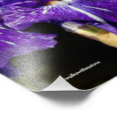 午後の太陽の美しい紫色の髭のある虹彩 フォトプリント (角)