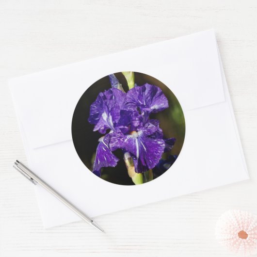 午後の太陽の美しい紫色の髭のある虹彩 ラウンドシール (封筒)