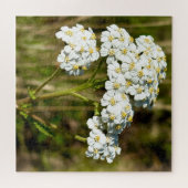 午後の日差しで咲く白いヤロー ジグソーパズル (横)