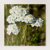 午後の日差しで咲く白いヤロー ジグソーパズル (縦)