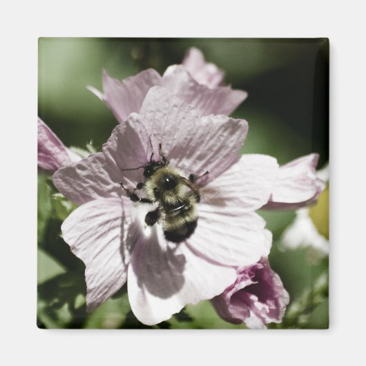 午後の磁石に乗り込む マグネット (正面)