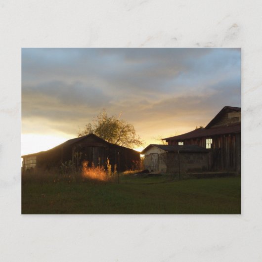 午後の陽光の中のバーンズ ポストカード (正面)