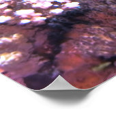 半円アンジェルフィッシュ ポスター (角)