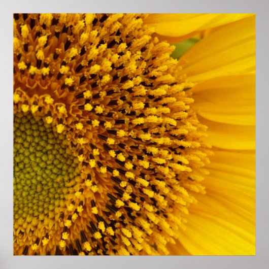 半円 ポスター (正面)