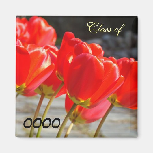 卒業記念スクールイヤーマグネット 赤チューリップの花 マグネット (正面)