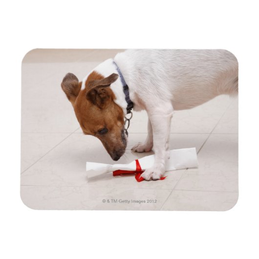 卒業証書を見下ろしている犬 マグネット (横)