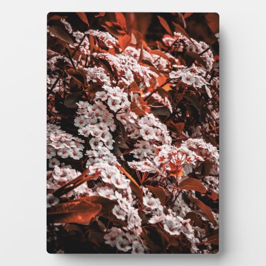 卓上花のプラーク フォトプラーク (正面)