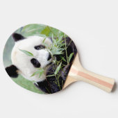 卓球ラケット写真ジャイアントパンダ、動物。 卓球ラケット (横)