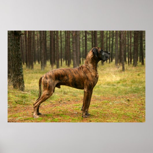 卓越性 ポスター (正面)