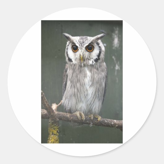 南の白いフクロウ ラウンドシール (正面)