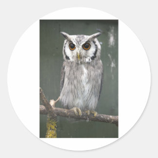 南の白いフクロウ ラウンドシール