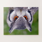 南の白い顔のフクロウの餌食パズル ジグソーパズル (横)