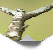 「南を見る」杉の木の葉のポスター ポスター (角)