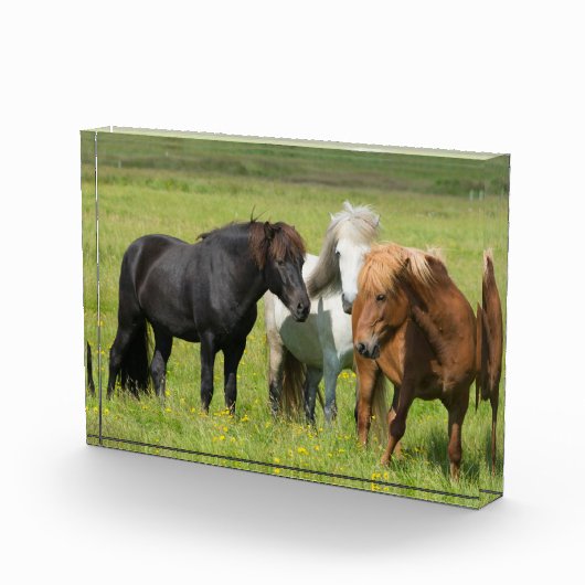 南アイスランドの牧場の馬 フォトブロック (右)