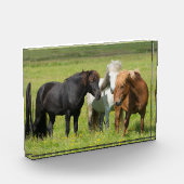 南アイスランドの牧場の馬 フォトブロック (左)