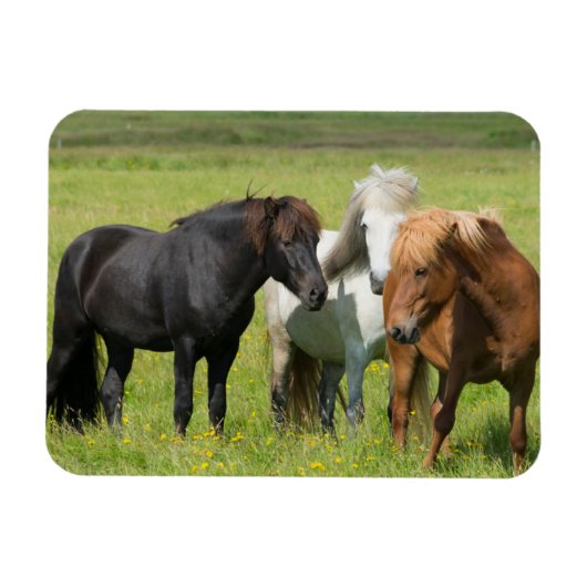 南アイスランドの牧場の馬 マグネット (横)