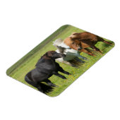 南アイスランドの牧場の馬 マグネット (左側)