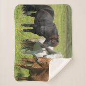 南アイスランド牧場の馬 シェルパブランケット (正面)