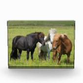 南アイスランド牧場の馬 フォトブロック (正面)